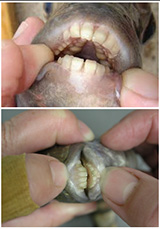 8 Animals with the Strangest Teeth You've Ever Seen | DOCS Education