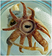 The Promachoteuthis Sulcus Squid