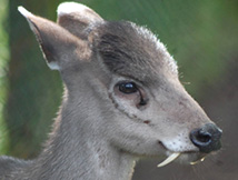 The Tufted Deer