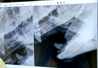 Panda getting x-ray