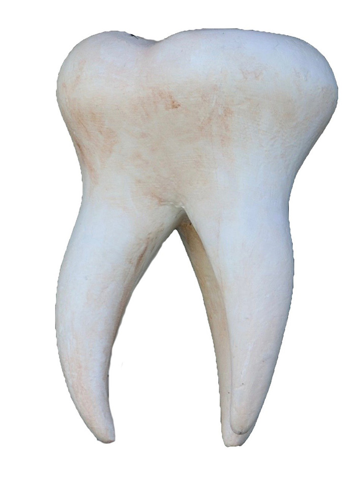 Tooth - Stock Photo